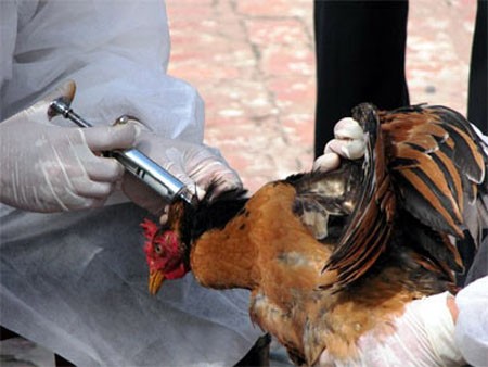 Giám sát chặt cúm gia cầm A/H5N6, không để lây sang người