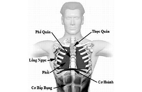 Làm sao có thêm trái tim phòng hờ?