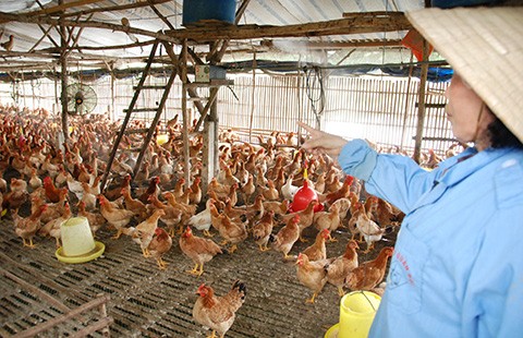 Nông nghiệp ‘căng sức’ đổi mới trước TPP