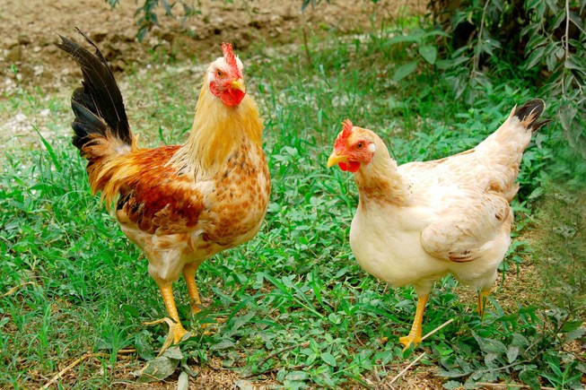 Nuôi gà ‘chạy bộ’ để cạnh tranh với Mỹ