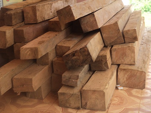 Bắt thêm một kiểm lâm nhận hối lộ, áp tải gỗ lậu