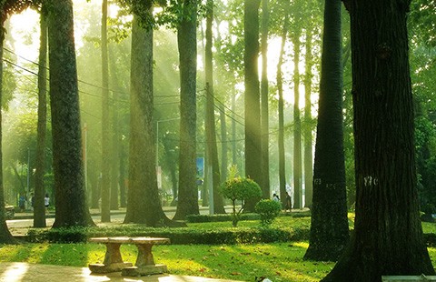 Đã nghe đã thấy: Lại 33 cây xanh nữa sắp ‘thọ án’