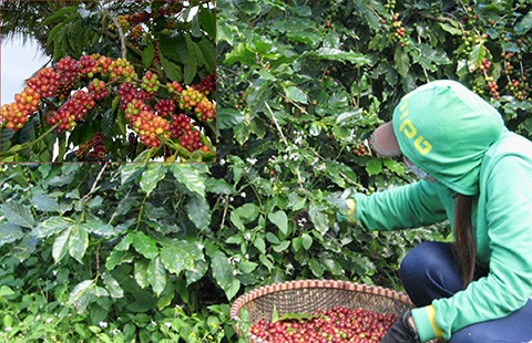 Cà phê Việt ngon số 1 thế giới bị ‘ruồng bỏ’