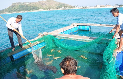 Tôm hùm mất giá 700.000 đồng/kg