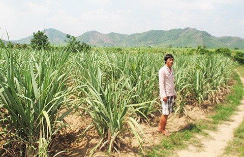 Doanh nghiệp phá hoa màu, chiếm đất dân