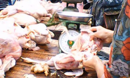 Trộn thuốc chữa hen vào thức ăn để gia cầm mau lớn