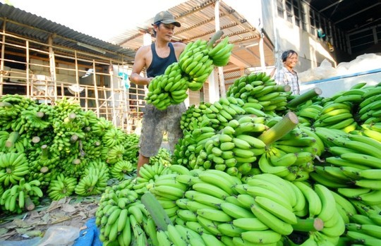 Chuối được giá nhờ Trung Quốc mua nhiều