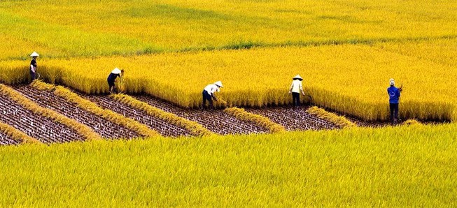 Tôn vinh 100 mô hình ‘Cánh đồng vàng 2015’