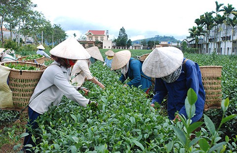 Đài Loan ‘dội gáo nước lạnh’, thị trường trà Việt lao đao