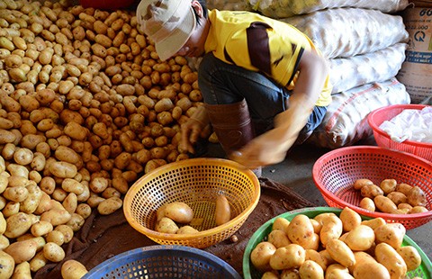 Đà Lạt lại cho khoai tây Trung Quốc vào chợ