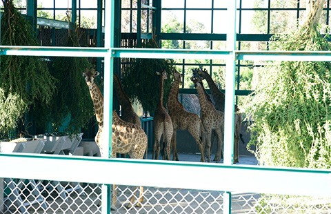 Vinpearl Safari Phú Quốc đón 200 thú quý hiếm