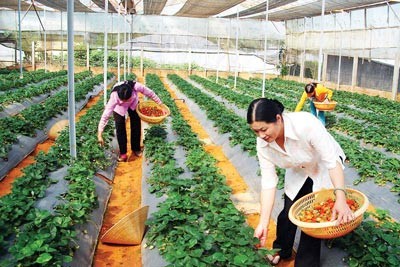 Nhà vườn Đà Lạt trồng xà lách theo công nghệ châu Âu