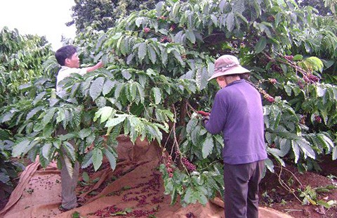 Cà phê chín rộ, ‘năn nỉ’ không có người hái