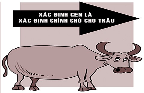 Giám định gen cho trâu