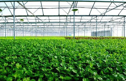 Mô hình trồng rau VietGap khép kín của Vingroup
