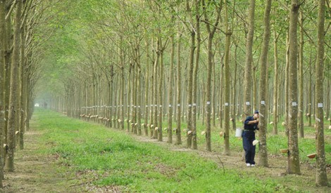 Hơn 6.000 ha cao su bị chặt bỏ