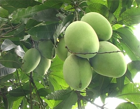 Làm cánh đồng lớn xoài xuất sang Nhật