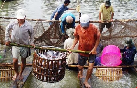 Cá tra Việt phải nuôi theo kiểu Mỹ