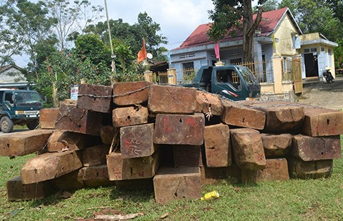 Rừng đặc dụng Bà Nà - Núi Chúa tiếp tục bị tàn phá