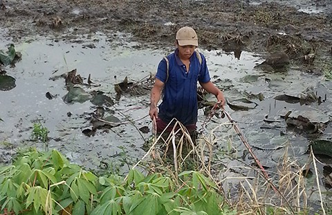Nhộn nhịp xiệc cá sông