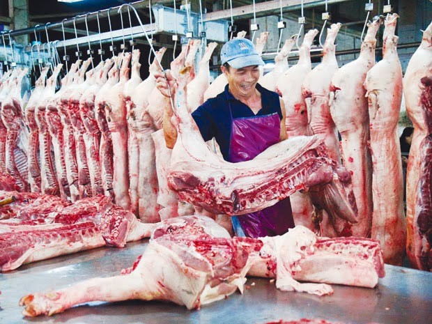Trung Quốc mua heo ‘khủng’ là bình thường
