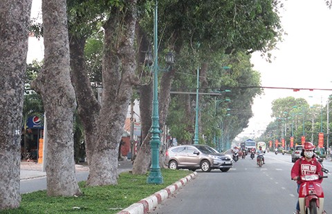 Lấy ý kiến dân để đốn cây xanh