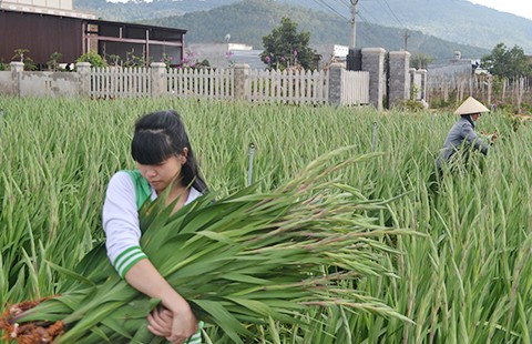 Hoa Đà Lạt: Xuất khẩu hay là...chết?