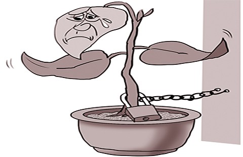 Cây cảnh bị ‘tạm giam’ bằng xích sắt