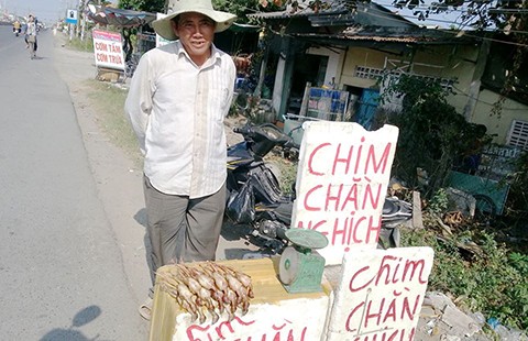 Cút già thành chim rừng