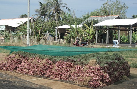 Trà Vinh hỗ trợ chi phí vận chuyển nông sản cho nông dân