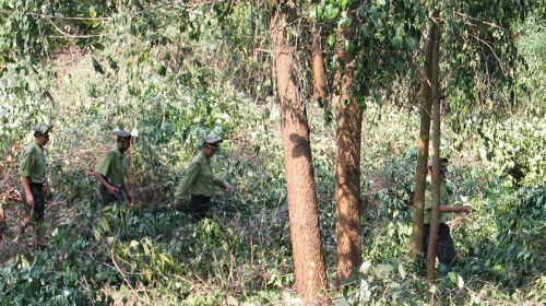Truy tố ba kiểm lâm nhận tiền ‘giải cứu’ gỗ lậu