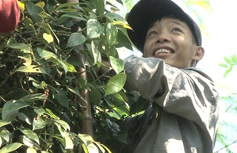 Đỏ mắt không tìm được người hái tiêu