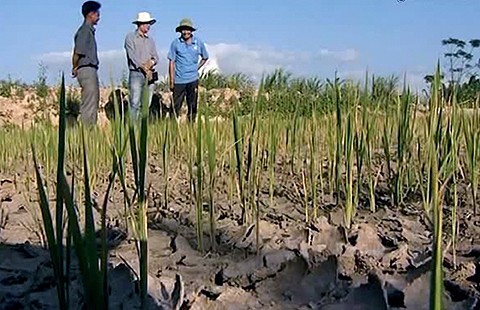 Gia Lai: Nguy cơ dân đói vì thiếu nước