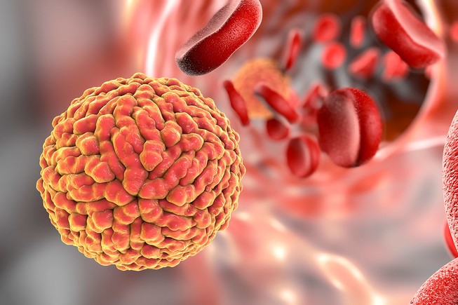 Không phát hiện virus Zika, địa phương chịu trách nhiệm