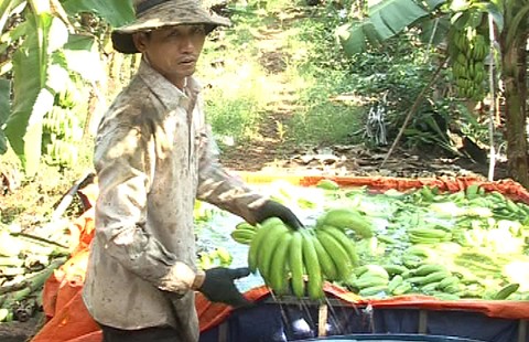 Chuối có giá nhờ xuất khẩu