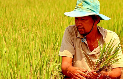 Lúa chết cháy, cây khô héo vì thiên tai lịch sử ở miền Tây