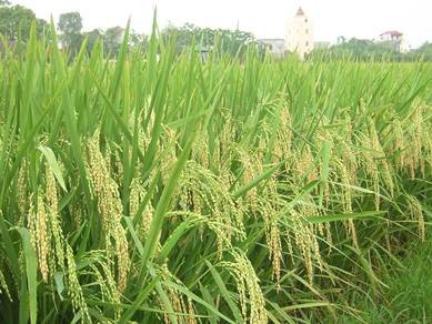 Đề xuất giảm hơn 52.000 ha lúa trong năm năm tới