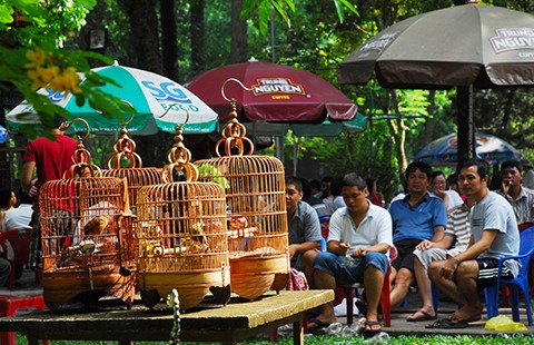 Chào mào, cò, vạc thiếu ‘khai sinh’: Phạt hay không?
