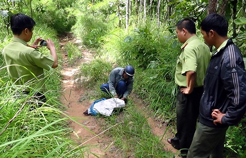 Bẫy, giết bò rừng, có bị tội?