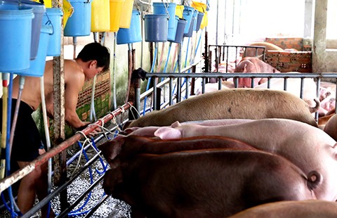 Thực phẩm bẩn: Pháp lý đã đủ, chỉ chờ trách nhiệm