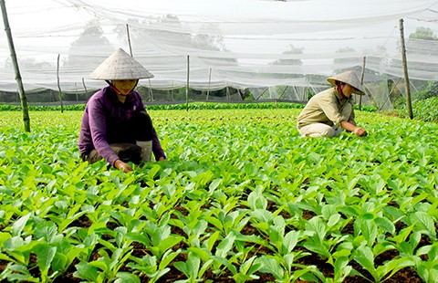 Nhân rộng các cơ sở sản xuất, kinh doanh thực phẩm an toàn