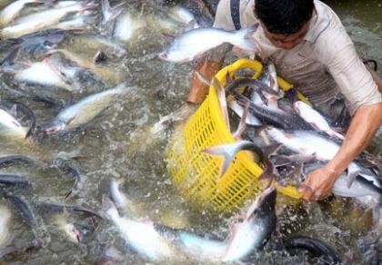 Trung Quốc ồ ạt mua cá tra, coi chừng ‘bẫy giá ảo’