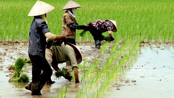 Quốc hội tán thành giảm đất trồng lúa gần 93.000 ha