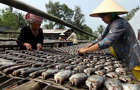 Cá và khô cũng nhiễm chất cấm