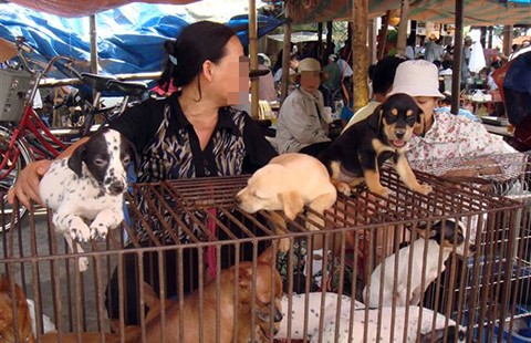 Mất chó phải… lụy ‘cò’