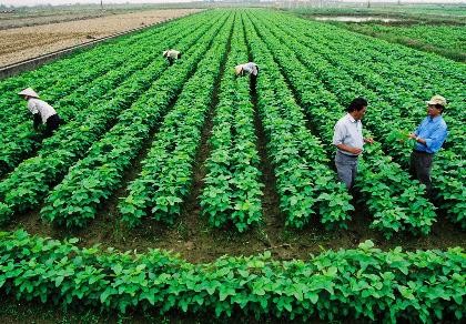 Hơn 500 dự án ngoại đầu tư vào nông nghiệp Việt Nam