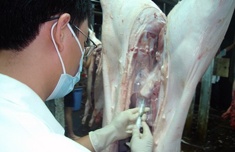 Heo âm tính với chất tạo nạc, vẫn chưa chắc ăn