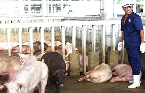 TP.HCM tiêu hủy 80 con heo nhiễm chất cấm