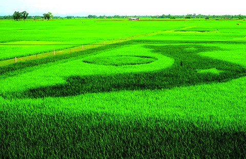 Vẽ Tổ quốc trên đồng bằng giống lúa mới