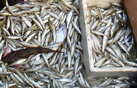 Cá chết ở miền Trung: Thông tin trong ngày